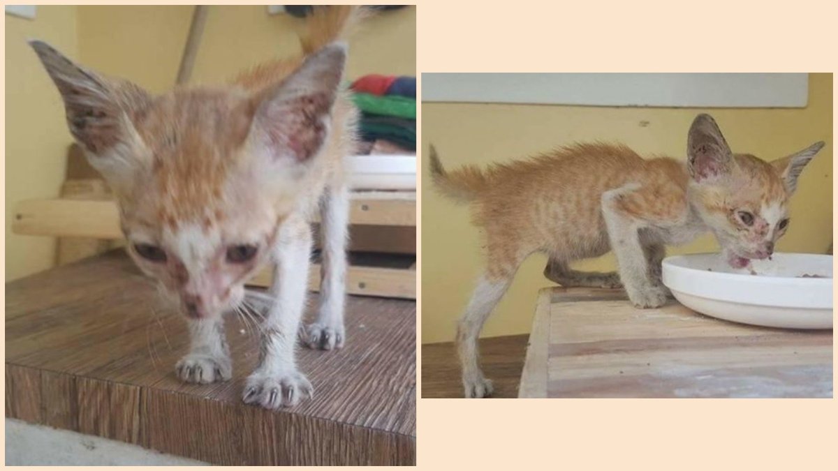 Самый худой кот в мире