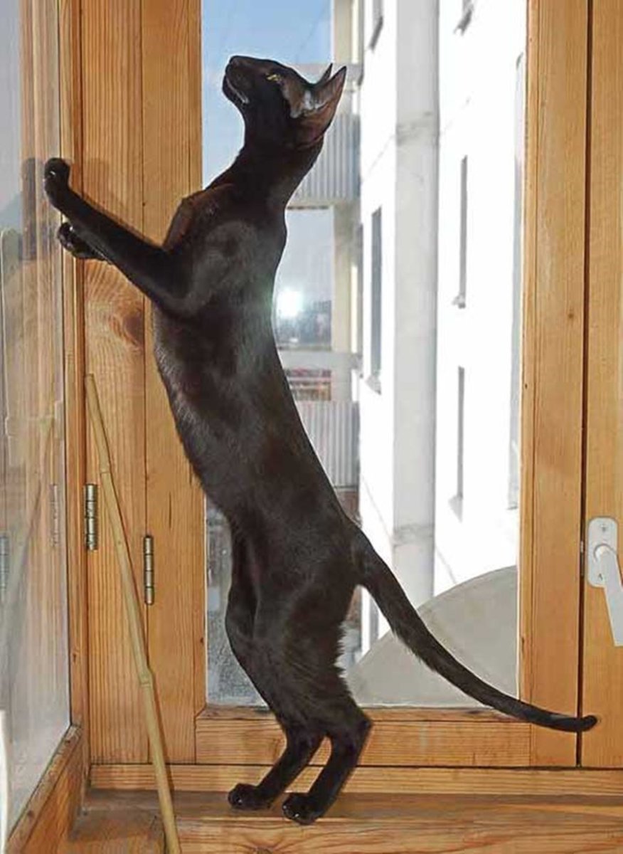 Худые ориентальные кошки