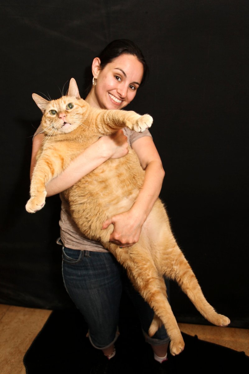 Большой кот на руках