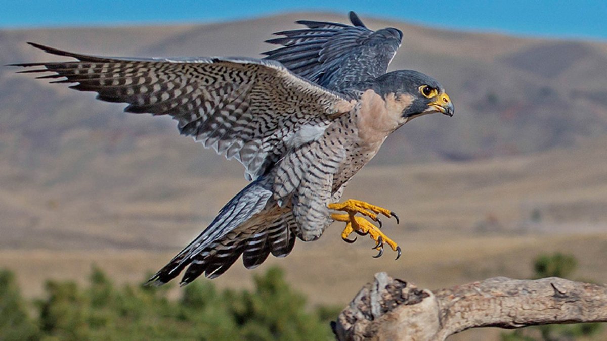 Ястреб с красными крыльями