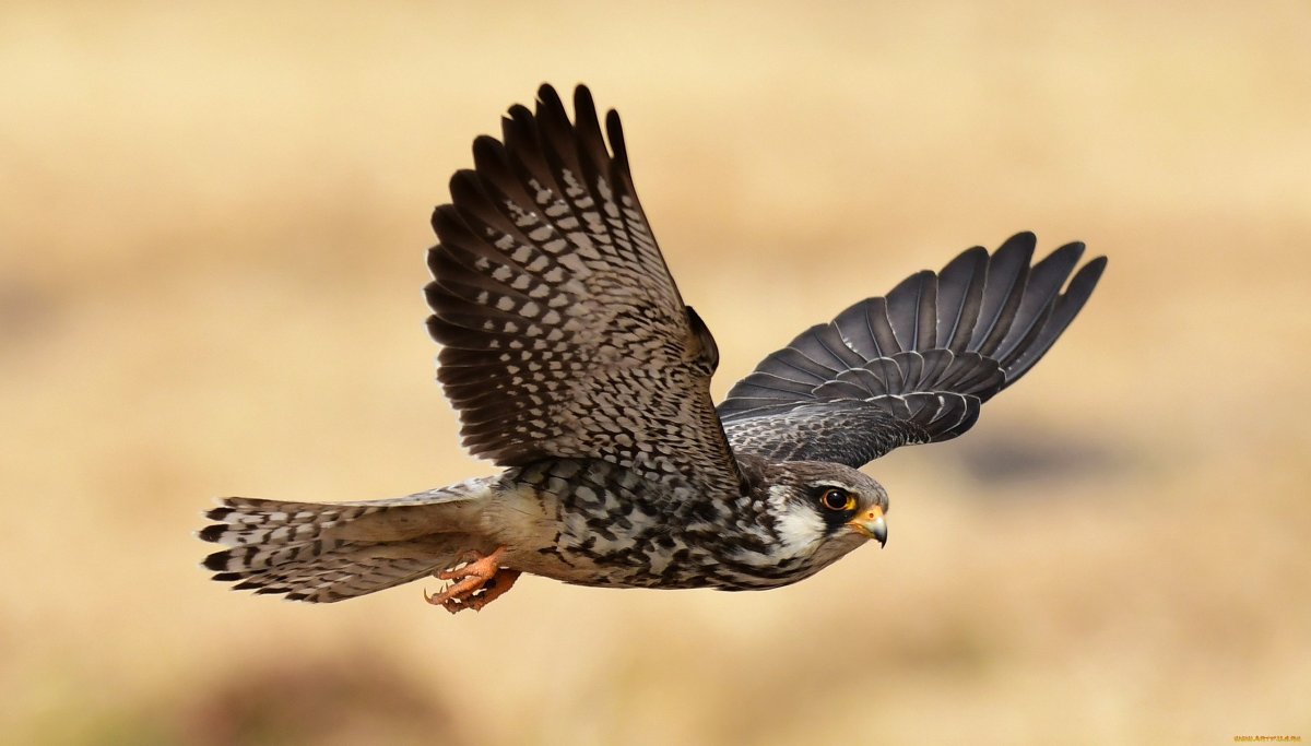 Amur Falcon