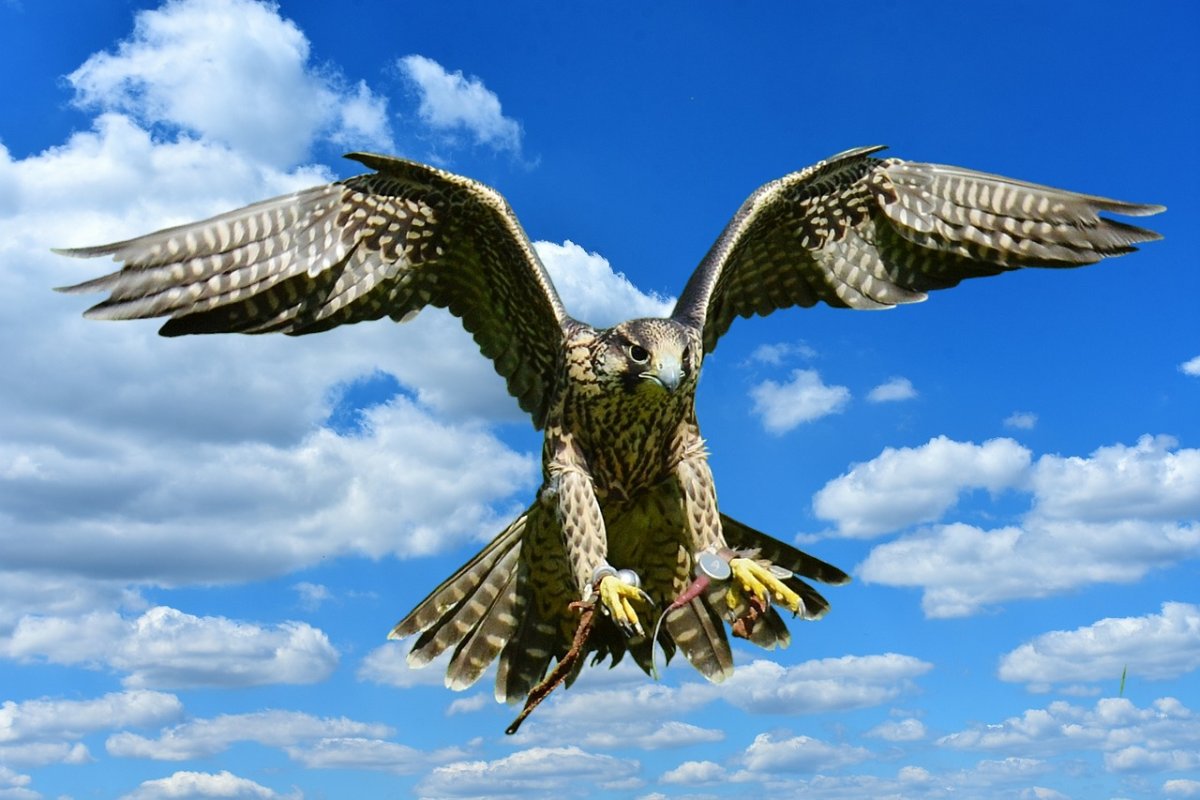 Полет Сокола кречета