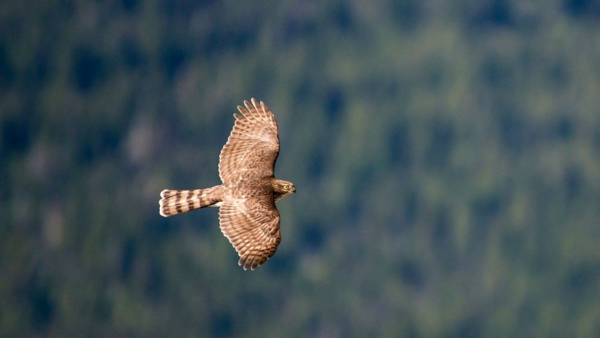 Сапсан хищная птица
