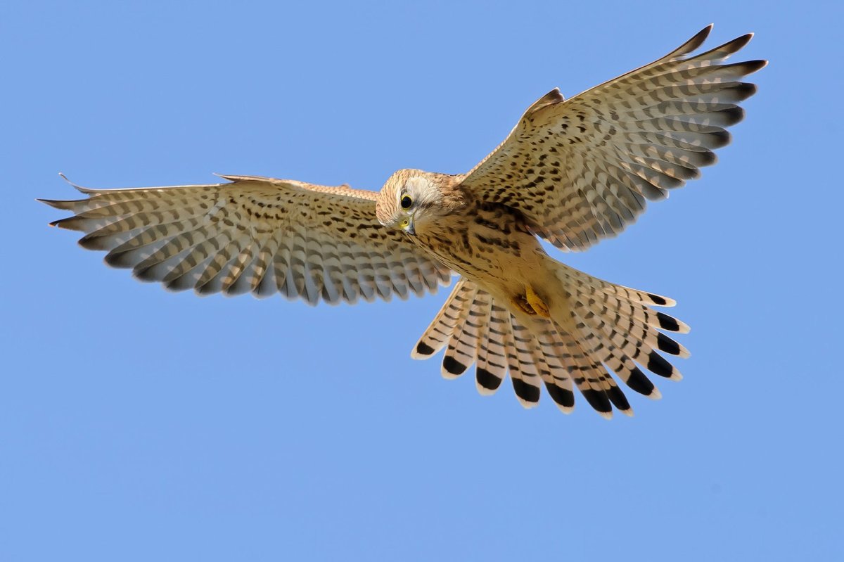 Кречет Красноярский край