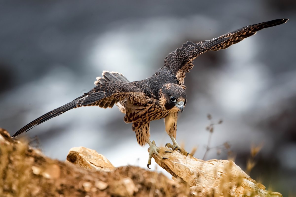 Сокол Сапсан в тундре