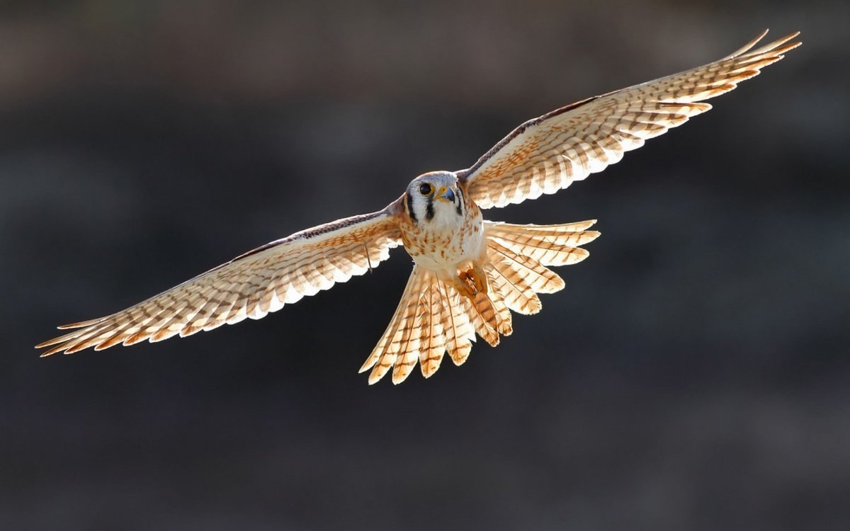 Маврикийская пустельга