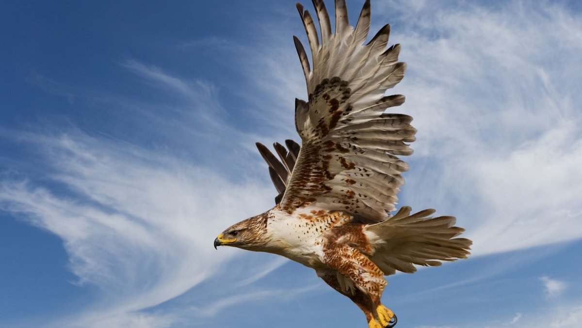 Султан Сокол