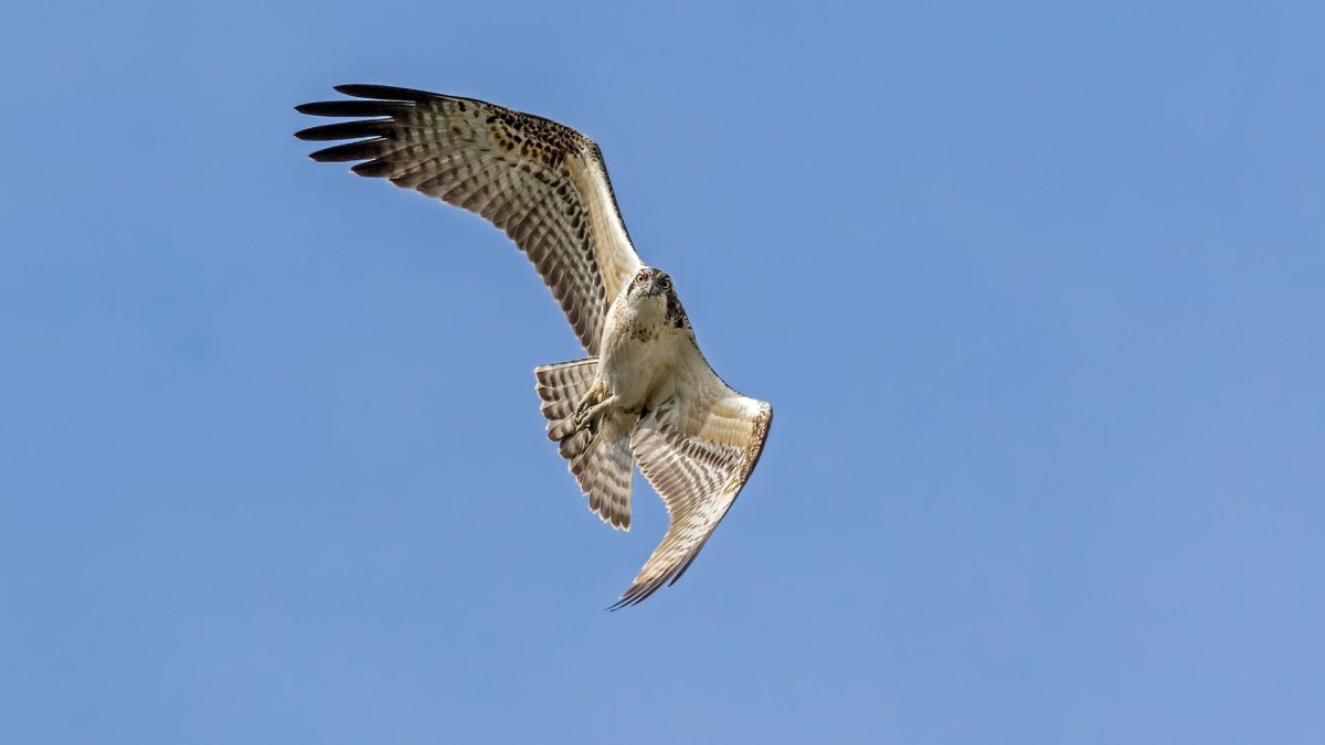 Камчатский Сокол Кречет