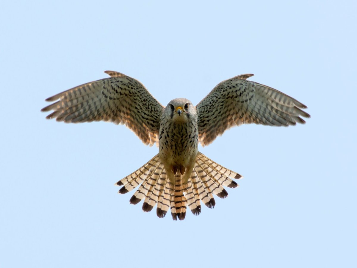 Сокол- пустельга парящий