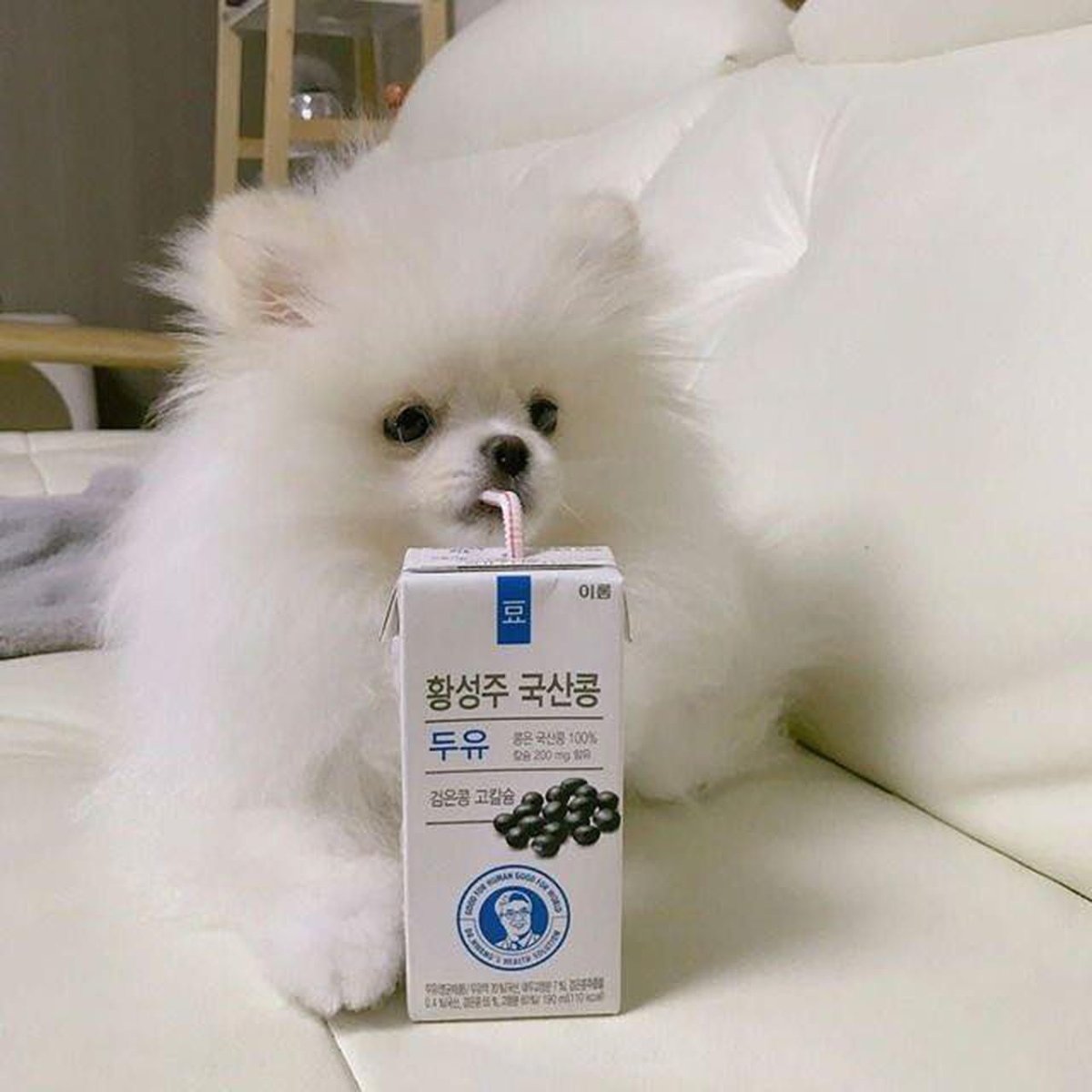 Шпиц jiffpom