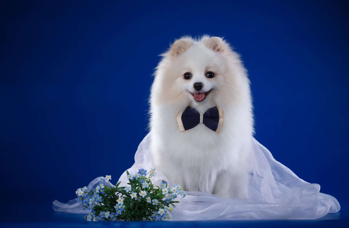 Померанский шпиц