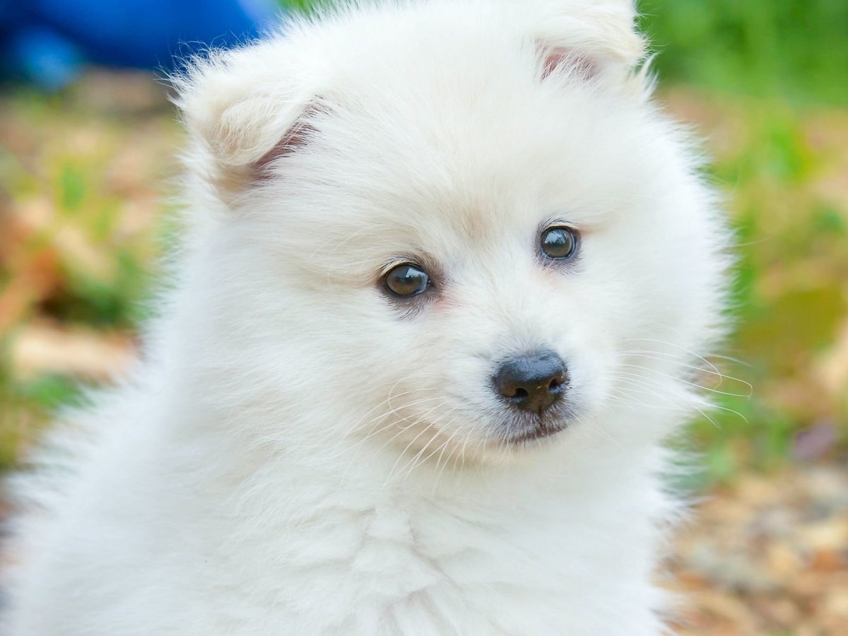 Американский шпиц маленький