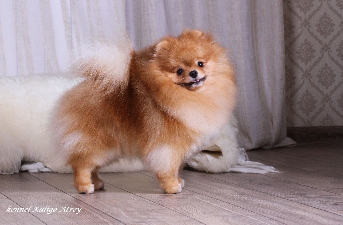 Мальтийский шпиц