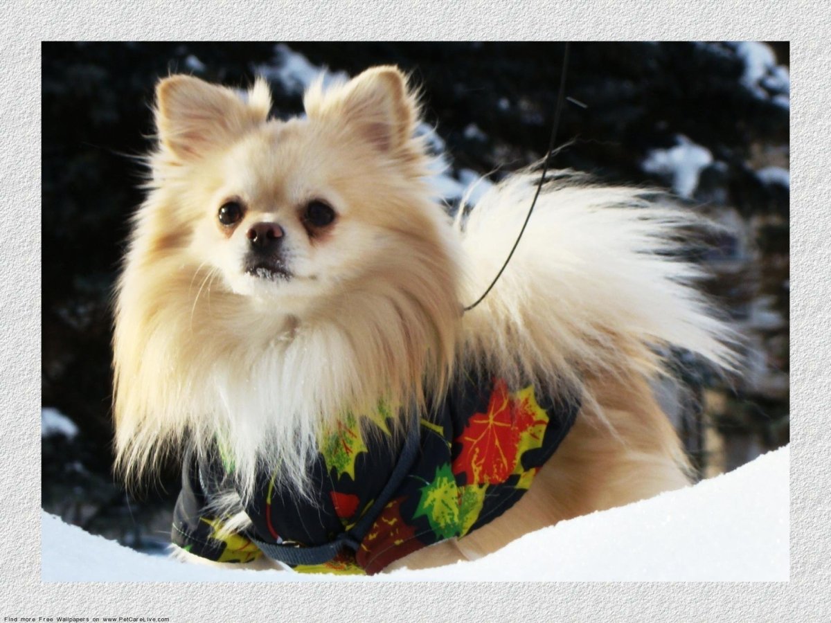 Шпиц померанский Мерлен