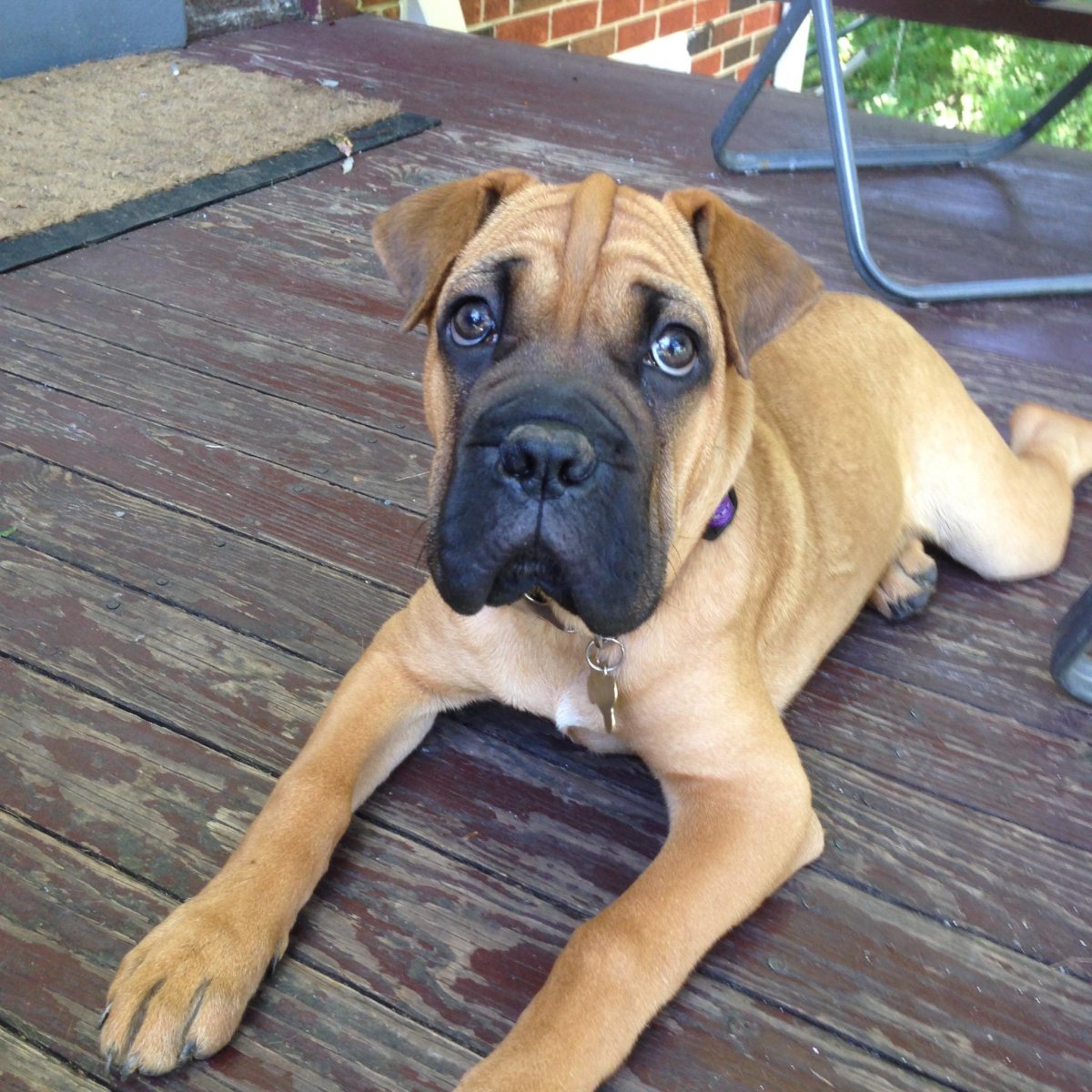 Метис шарпея и боксера