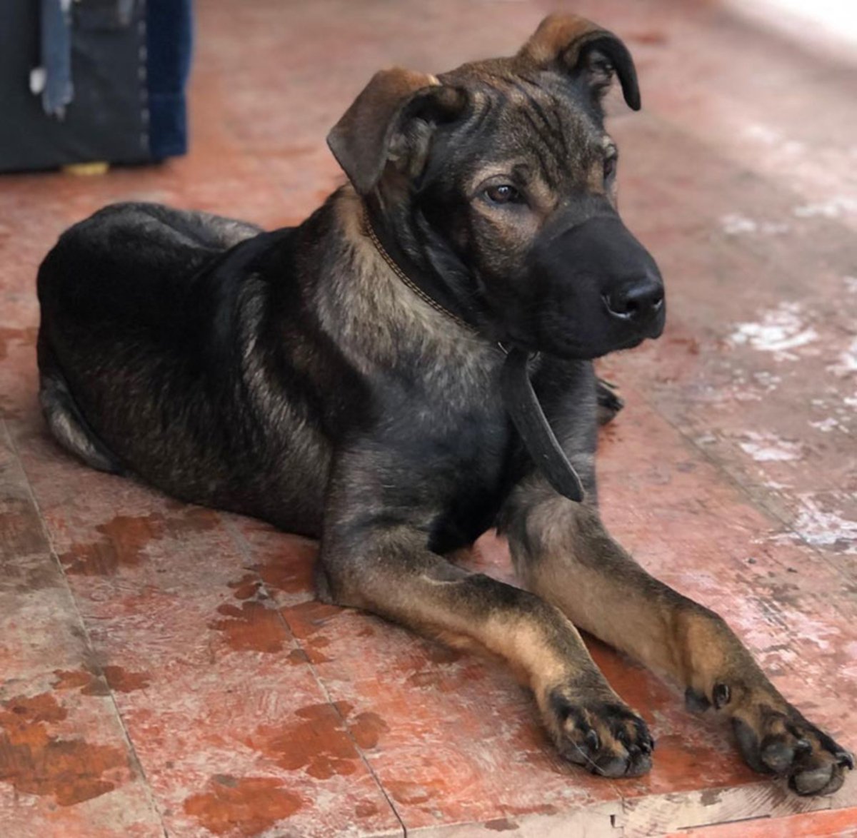 Шарпей характер