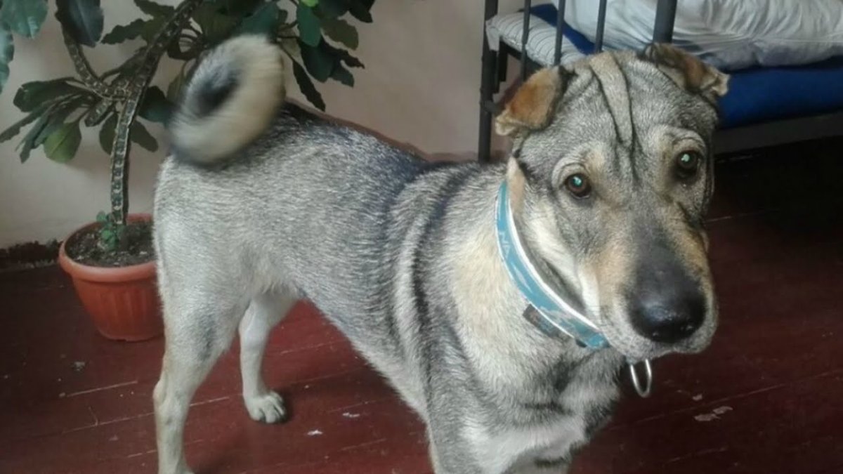 Метис лабрадора и овчарки