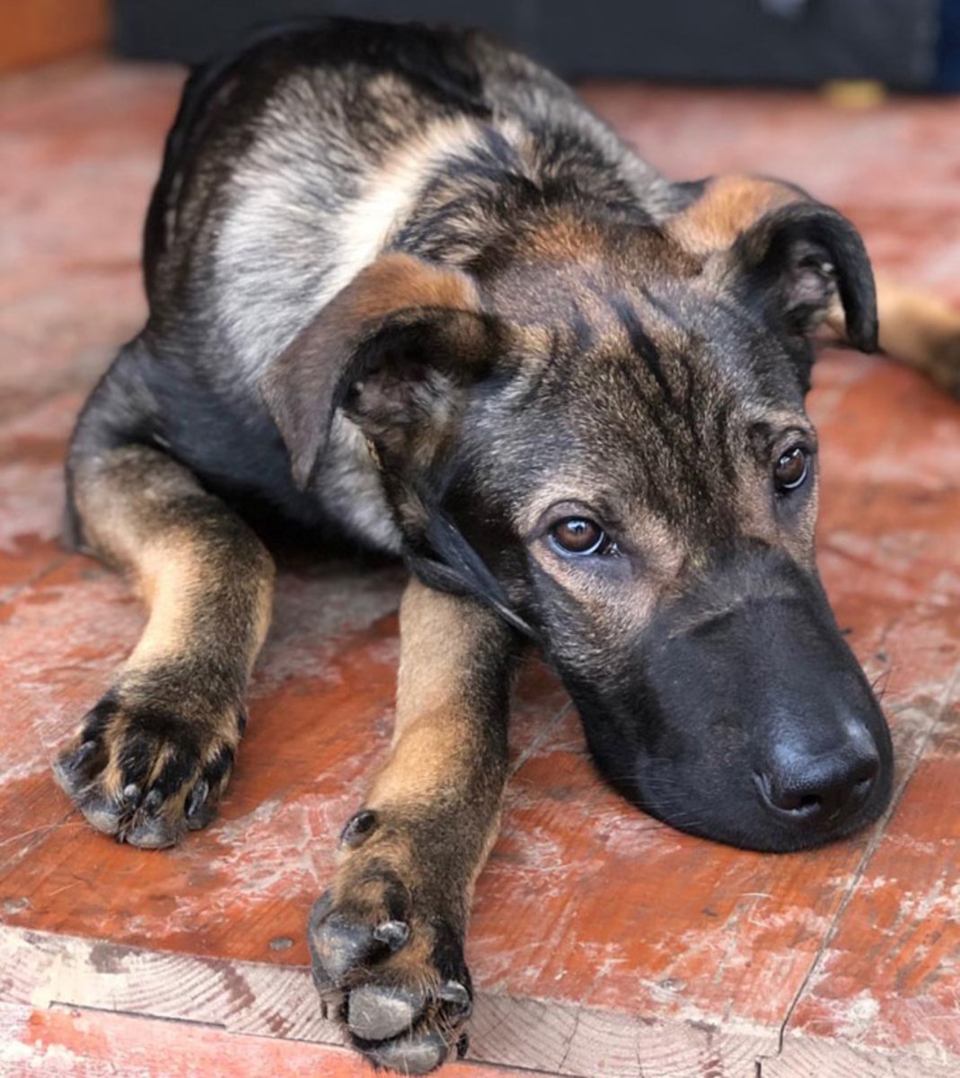 Метис шарпея и овчарки