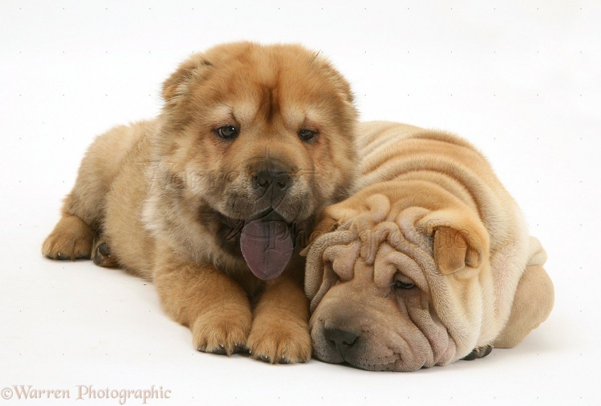 Метис акиты и лабрадора