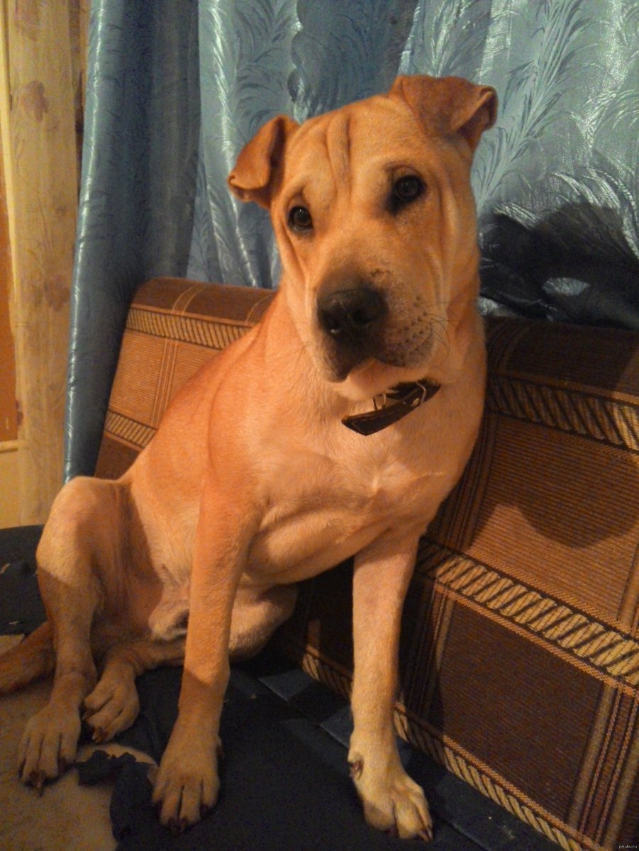 Метис шарпея и лабрадора