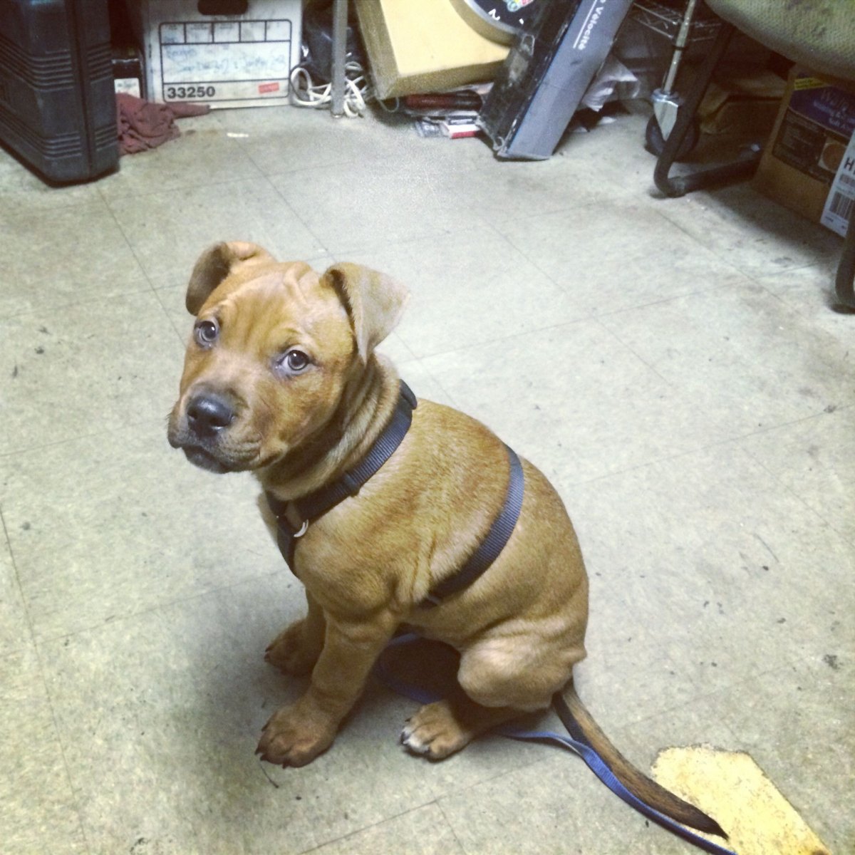 Шарпей Стаффорд помесь