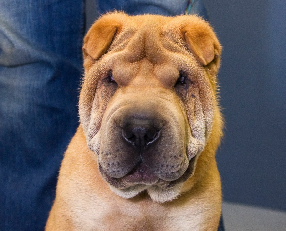 Метис шарпея и овчарки