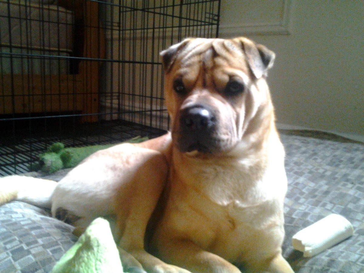 Бордосский дог и шарпей