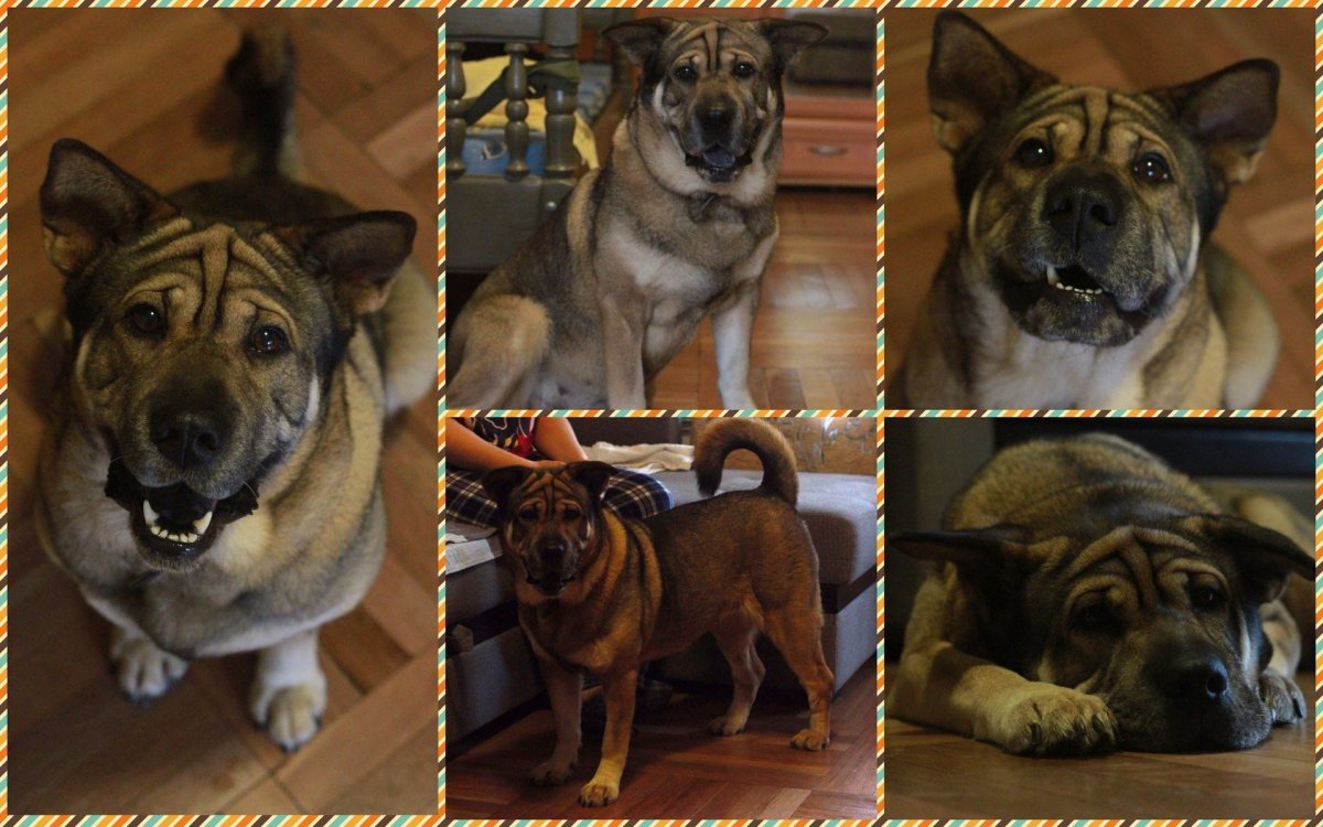 Метис шарпея