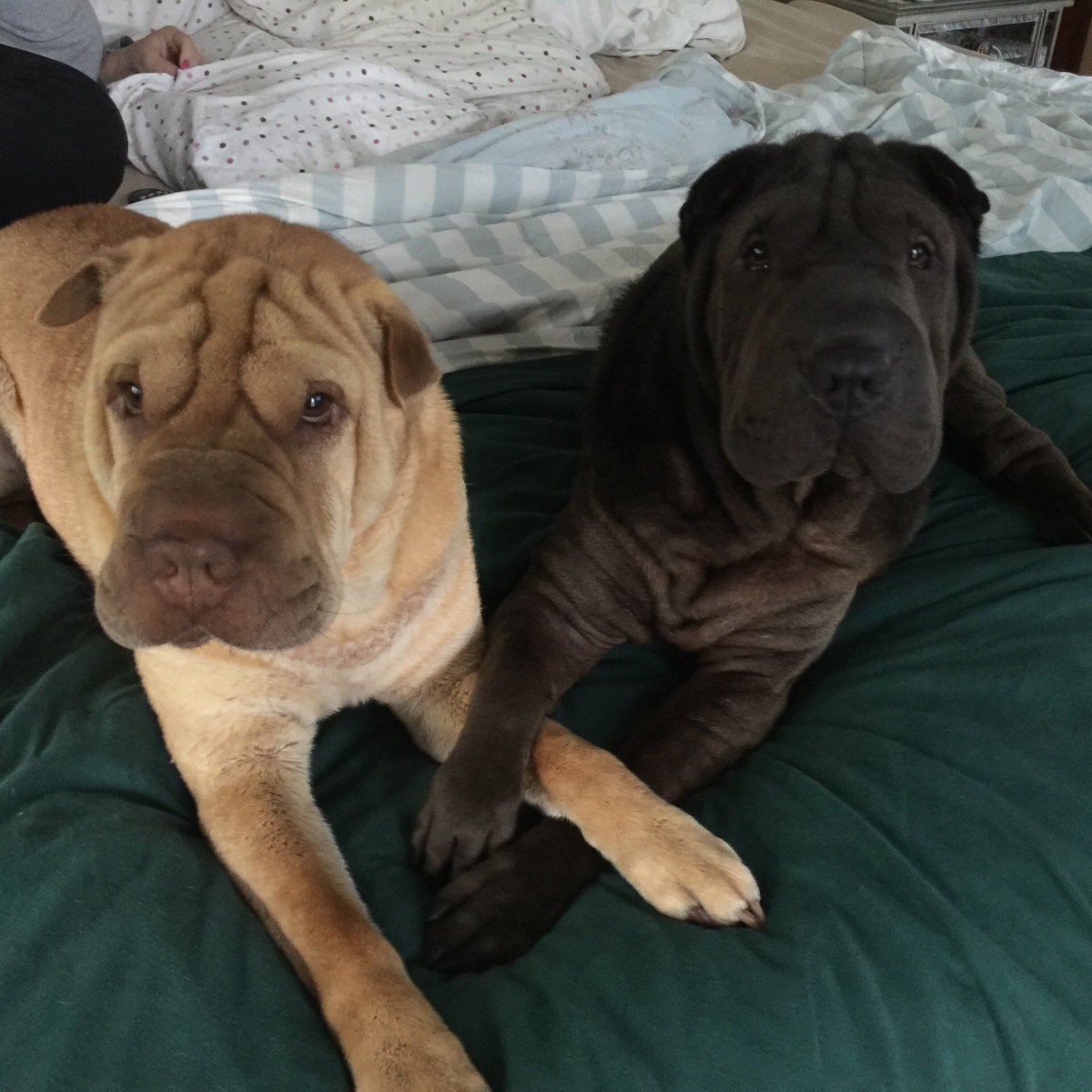 Кот шарпей порода