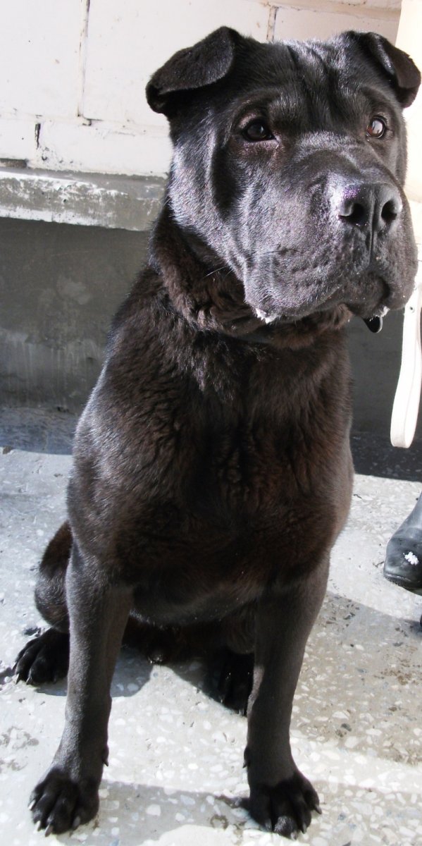 Метис стаффа и шарпея