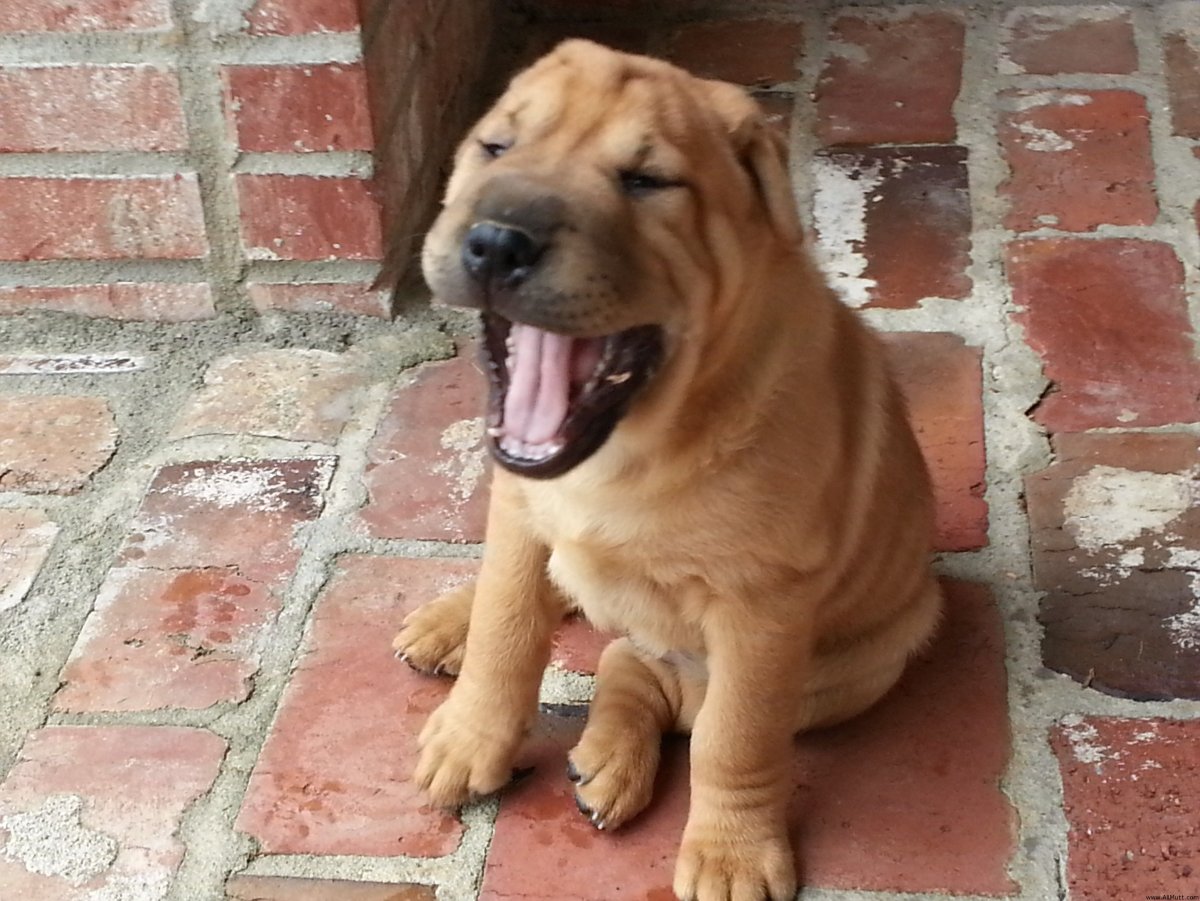 Шарпей с овчаркой