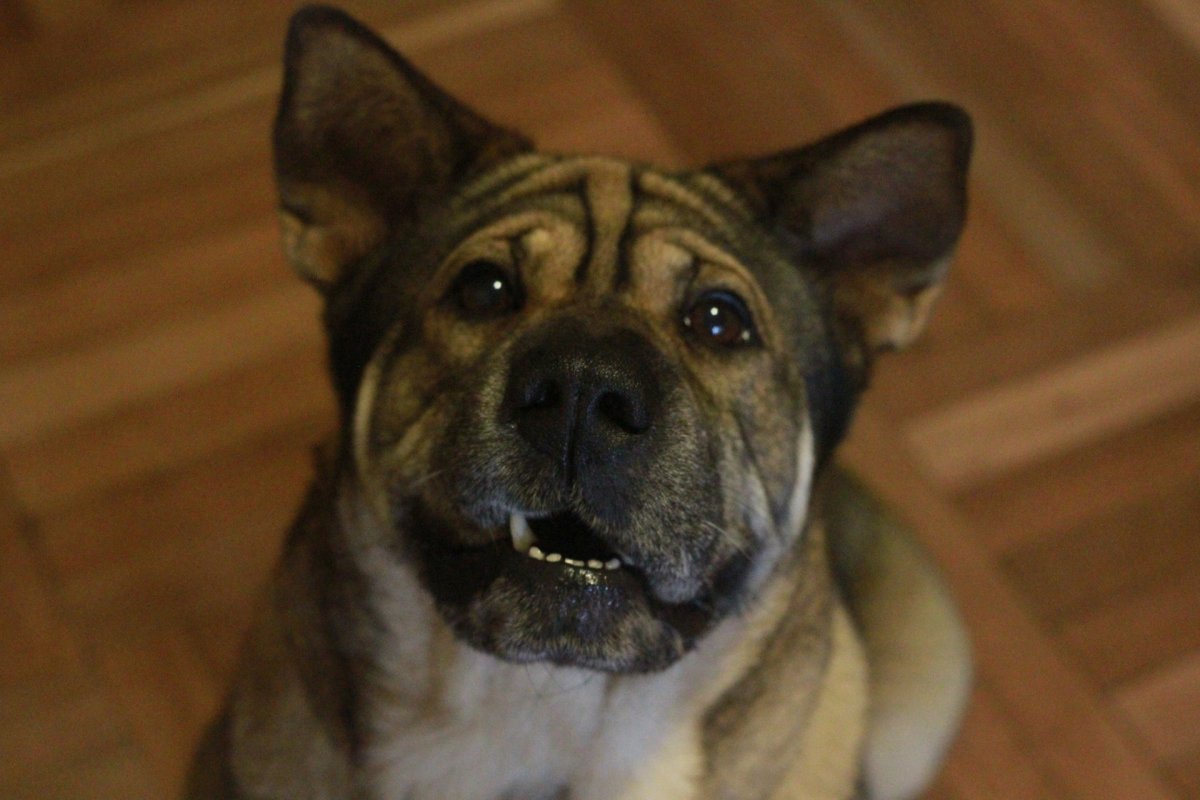 Метис шарпея