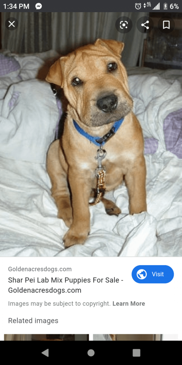 Собаки смешанных пород