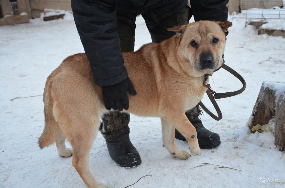 Метис шарпея и ротвейлера