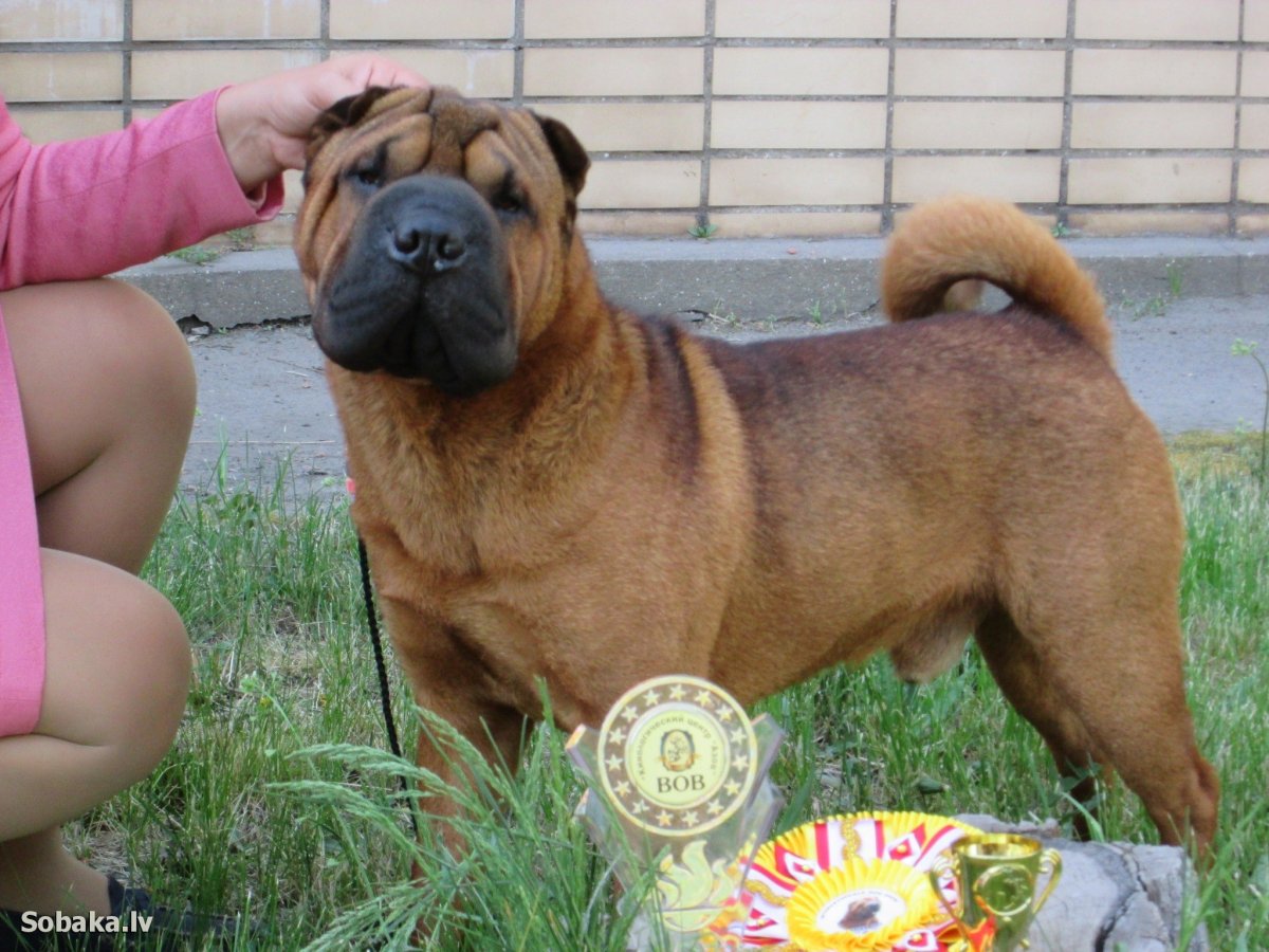 Немецкий шарпей