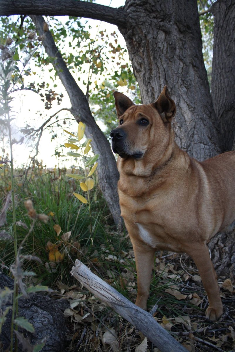 Помесь шарпея и хаски
