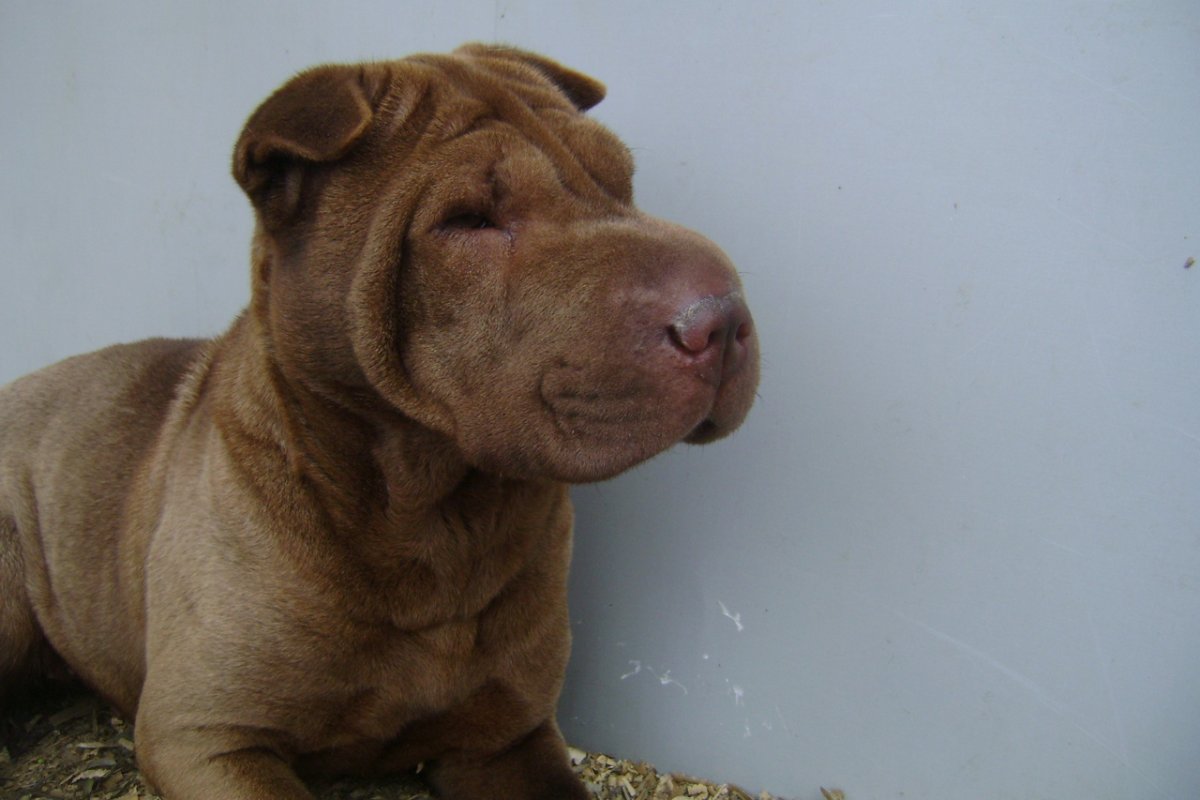 Чау чау и шарпей