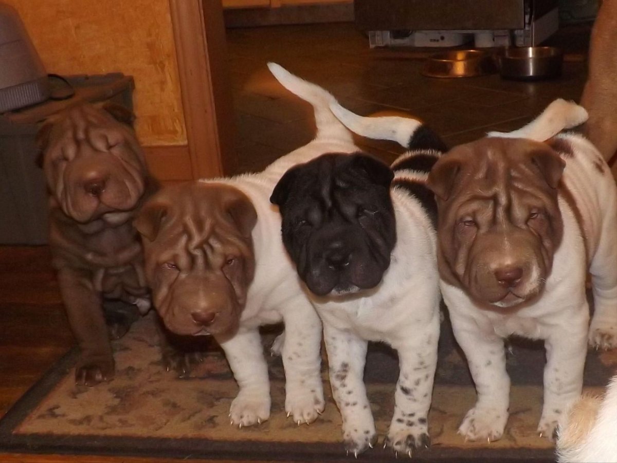 Смесь шарпея с лабрадором