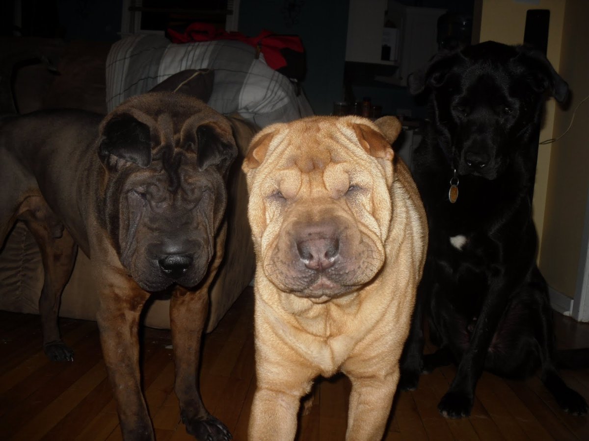 Шарпей с овчаркой