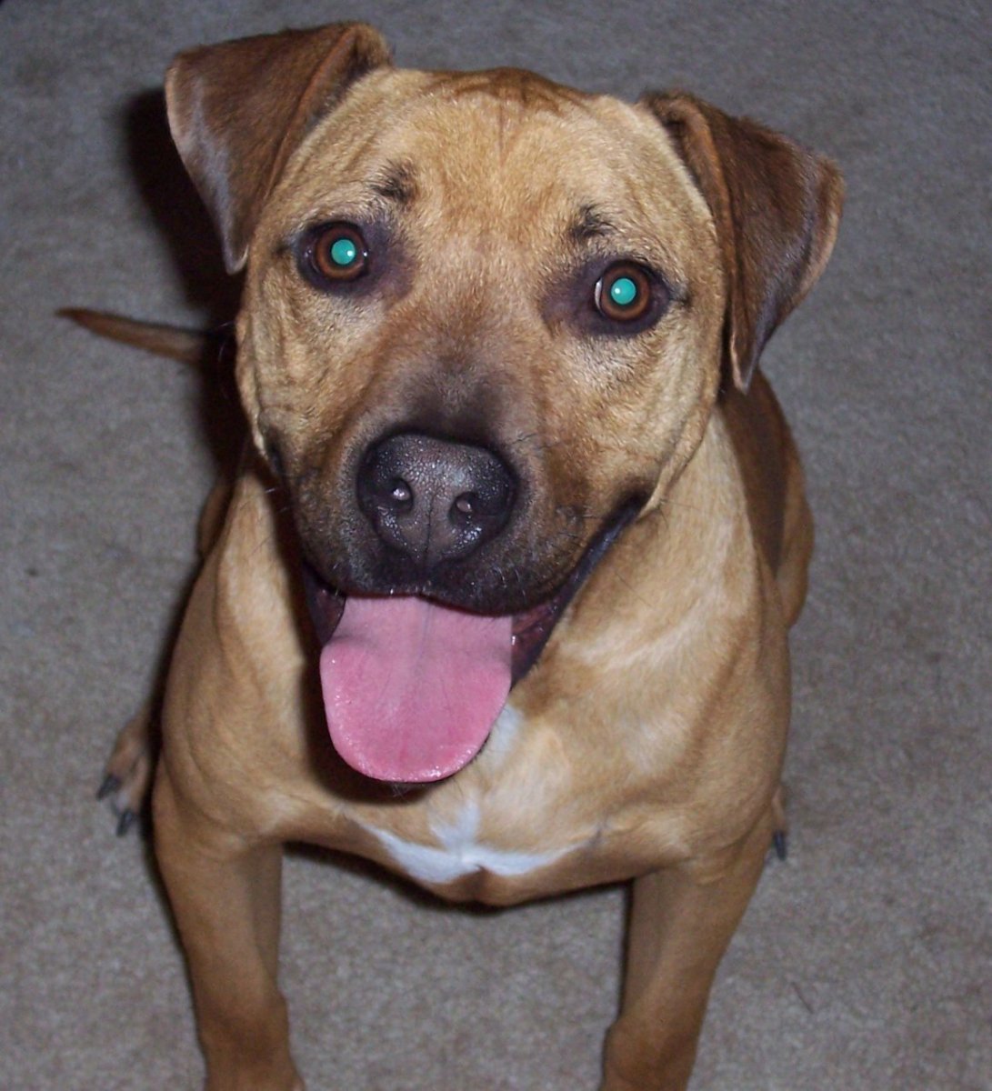 Метис шарпея