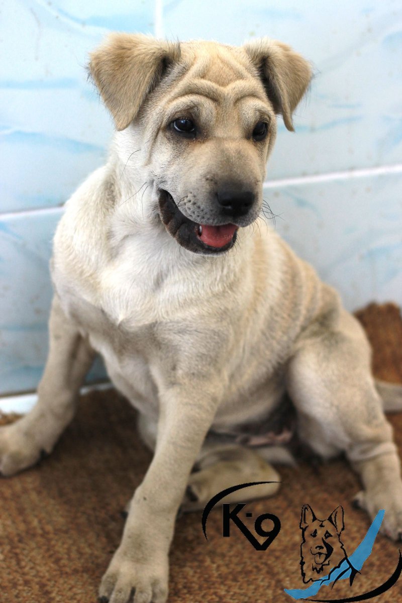 Собака шарпей метис