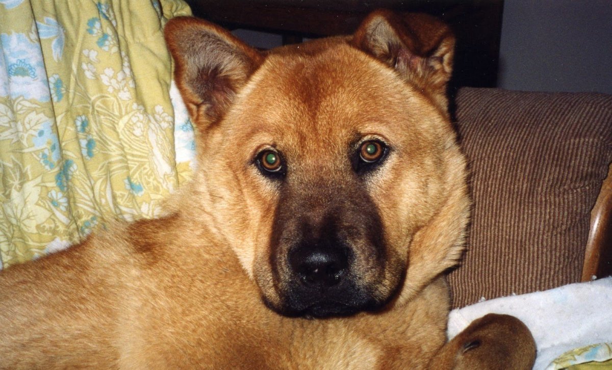 Шарпей с лайкой