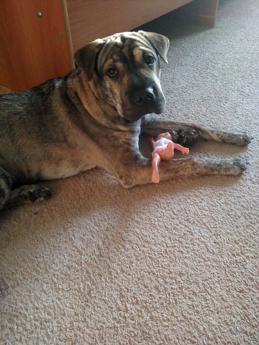 Метис шарпея и овчарки