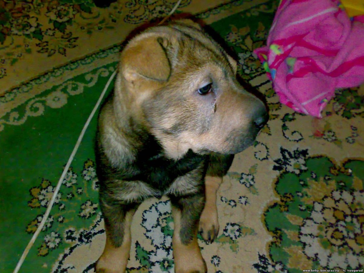 Смесь стаффордширский терьер и шарпей