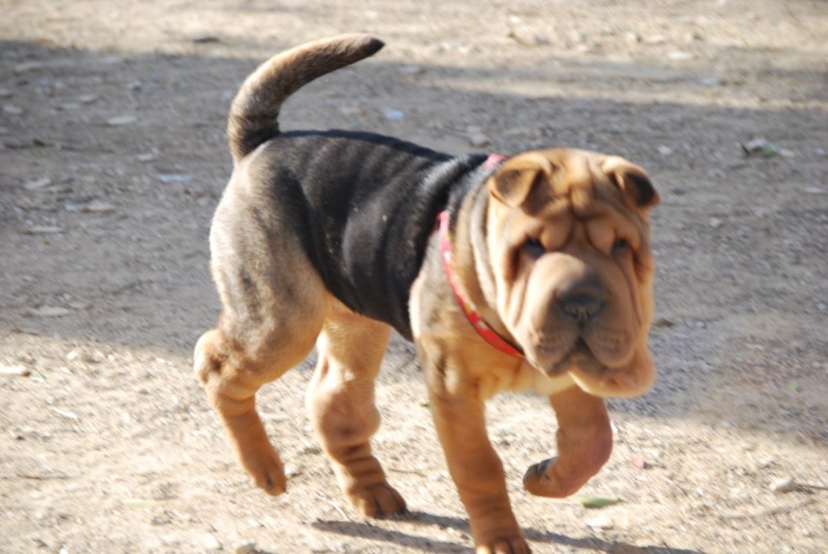 Метис шарпея и ротвейлера