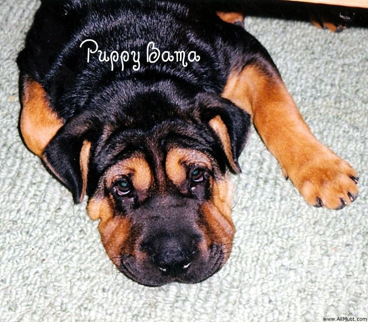 Метис шарпей и Стаффорд