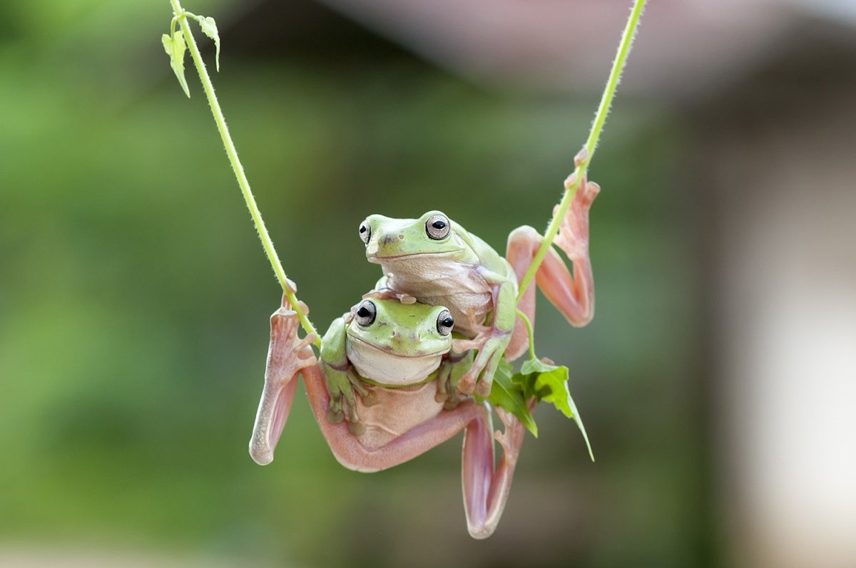 Лягушки обнимаются