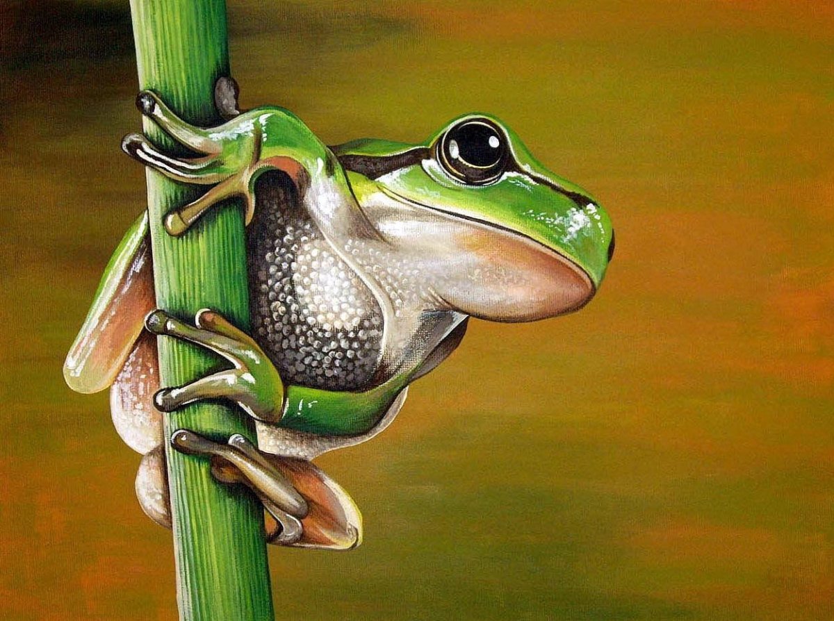 Шпорцевая квакша