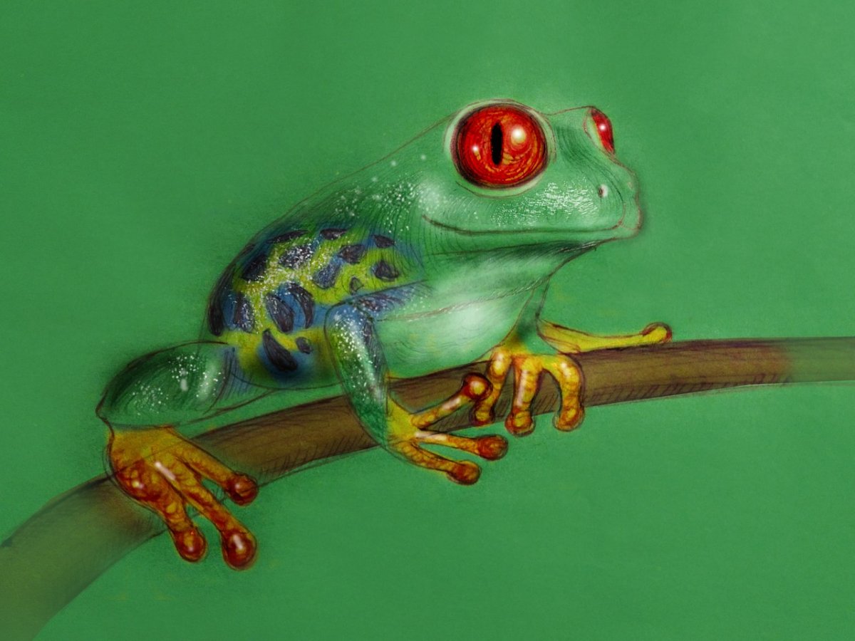 Лягушка под листиком