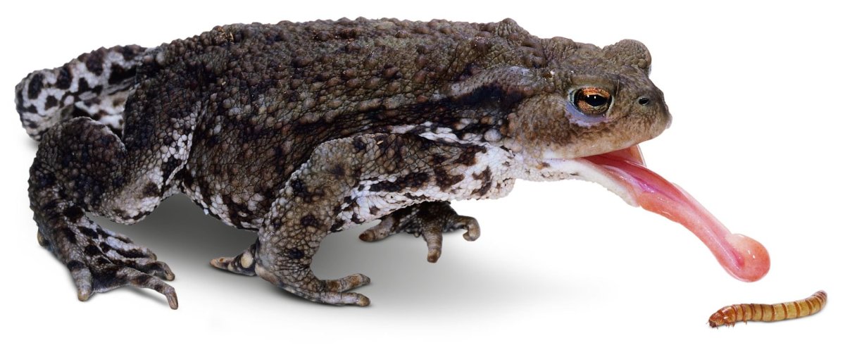 Лягушка квакша обыкновенная